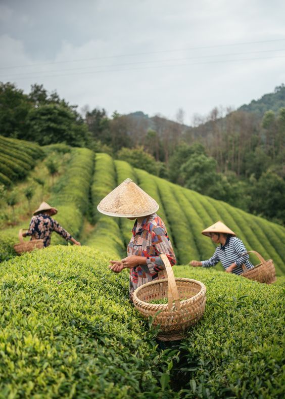 Green Tea Leaves History